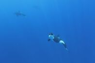 Der große Fang – Orca-Wale.