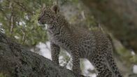 Tierbabys in Afrika – Tierbabys in Afrika