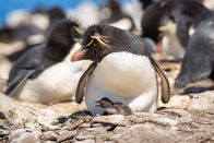 Terra X: Ein perfekter Planet – Felsenpinguine brüten auf hohen, steilen Klippen der Falklandinseln. Sie sind eigentlich perfekt an ein Leben im Wasser angepasst, trotzdem gelingt es ihnen, selbst bei hohen Brandungswellen ihren Nistfelsen zu erklimmen.