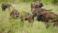 NZZ Format – NZZ Format Rewilding: Zurück zur Natur Rewilding verspricht eine kostengünstige Form des Naturschutzes, bei dem wir die Biodiversität ankurbeln und das Klima schützen können.