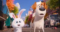 Pets – Snowball, l.; Max, r.