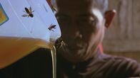 Die Bienenflüsterer – Der süße Duft der Honigernte zieht die Bienen in der Umgebung an.