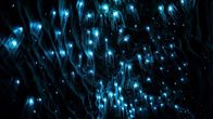 Neuseeland - Rivalen der Urzeit – Tausende "Glow Worms" leuchten in unterirdischen Höhlen, um ihre Beute anzulocken.