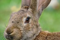 Tierisch schlau! – Züchter und Forscher ergründen heute die bisher unerforschten Naturinstinkte dieses neugierigen, aber auch sehr scheuen Tieres, das viel mehr als niedlich ist.