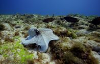 NaturTalente – Kraken sind nicht nur Räuber – als proteinreicher Snack sind sie auch immer auf der Flucht.
