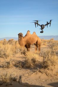 Ein perfekter Planet – Ein wildes Baktrisches Kamel wundert sich über die Drohne, die so unvermutet in der winterlichen Wüste Gobi das Wiederkäuen stört.
