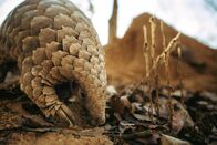 Terra Mater – Schuppentiere sind oft voller Schlamm – sie wälzen sich darin, um ihre Schuppen vor Parasiten zu schützen.