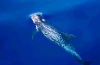 Pelagos - Welt der Wale – Walfisch im Ozean