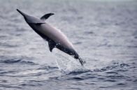 Asiens tierische Freaks – Spinnerdelfine können aus dem Wasser springen und dabei bis zu sieben Drehungen in einem einzigen Sprung vollführen. (istock.com/Serge_Vero)