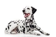 Mini Magic Moments – Dalmatian dog, isolated on white