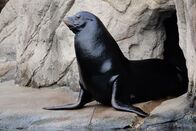 Bronx Zoo - Tierpark der Superlative – Sea lion spots the camera.