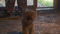 Alaskas Wildtier-Retter – Obwohl sie winzig ist, hat das vom Alaska Wildlife Conservation Center gerettete Luchskätzchen Calliope keine Angst zu zeigen, wer der Boss ist. (National Geographic/Symbio Studios)