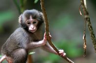 Wildes Japan - Land der tausend Inseln – Ein ein Monate alter Baby-Makaken Affe.
