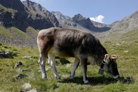 Expeditionen: Zu Tisch ... – Mo, 15.09., 05:30 Uhr
