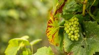freizeit – Nach Feiern wÃ¤r es dem Schmidt Max zumute. Jetzt, zum 30-jÃ¤hrigen JubilÃ¤um von seiner "freizeit". Also vielleicht was Sprudelndes im Glas: Sekt, Prosecco, Cava â€¦ Schaumwein halt. Oder gleich Champagner? Wenn er nur wÃ¼sste, was das Ã¼berhaupt ist.