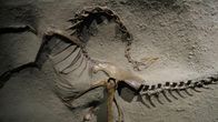 Friedhof der Dinosaurier – Dinosaurier-Knochen