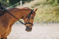 Springreiten: League of Nations – Das Pferd