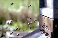 Im Bauch von ... – Bienen im bayerischen Mangfalltal sorgen für Honignachschub für den Viktualienmarkt in München.