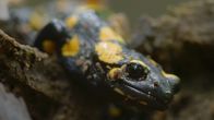 Unsere Wälder – Der Feuersalamander liebt Laub- und Mischwälder mit Bachläufen.