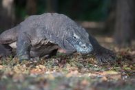 Ein Tag im Leben eines Komodowarans – Ein Komodowaran spaziert durch den Wald. (Earth Touch)