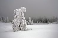 Winter am Alpenrand – Eis und Schnee haben die Bäume in bizarre Gestalten verwandelt.