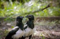 Elstern – Die Elster gehört zu den Rabenvögeln und ist, wie alle Mitglieder der Vogelfamilie, sehr intelligent. Tatsächlich haben Elstern den sogenannten Spiegeltest bestanden, was sie auf eine Stufe mit Delfinen und Elefanten stellt.