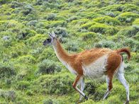 Animal Fight Club – die Guanako