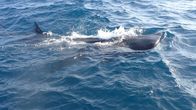 Wildes Mexiko – A whale shark feeding at the surface.