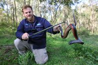 Snake Security - Schlangenalarm in Australien – Sa, 01.06., 08:35 Uhr