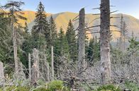 GEO Reportage – Geschwächt durch den Klimawandel mussten vor allem die Fichtenwälder Mitteleuropas in den letzten Jahren einiges durchmachen: Der Borkenkäfer hat bis zu 50 Prozent der Bäume abgetötet.
