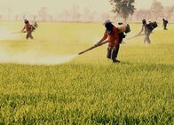 Netz Natur – Der Einsatz des Gifts DDT in der Landwirtschaft, hat den Wanderfalken in den 1960iger Jahren in Europa an den Rand des Aussterbens gebracht