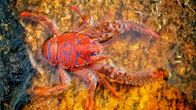 Magie der Fjorde – Viele Fjordbewohner tragen Farben, die man in einem tropischen Korallenriff erwarten würde.