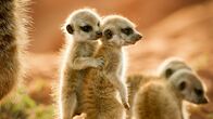 Tierbabys - Die ersten Schritte – Di, 31.05., 18:00 Uhr