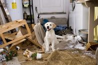 Marley & ich – Der Labrador-Welpe 'Marley' hat nichts als Unsinn im Kopf. Nachdem er haushoch aus der Hundeschule fliegt, zernagt er Wände, vertilgt Blumen und macht Jagd durchs ganze Haus.