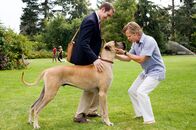 Marmaduke – Für Dogge Marmaduke (M.) beginnt ein neuer Lebensabschnitt, als Familie Winslow nach Kalifornien zieht. Jetzt verbringt er seinen Tag auf einem Hundespielplatz, während das Herrchen Phil (Lee Pace, l.) mit seinem neuen, überaus Hunde-affinen Chef (William H. Macy, r.) Firmenprojekte bespricht ...