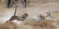 Helden der Evolution – Cheetah hunting antelope