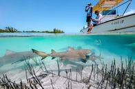Ein perfekter Planet – Regisseur Ed Charles und Kameramann Duncan Brake bereiten einen Unterwasserdreh vor der Küste der Bahamas vor. Sie wollen eine Gruppe junger Zitronenhaie filmen, die nahe der Mangroven auf der Jagd sind - und offenbar ihrerseits an Boot und Crew interessiert sind.