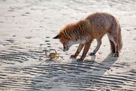 Wildes Venedig – In den Weiten der Lagune trifft ein hungriger Fuchs bei seinem morgendlichen Streifzug auf eine Strandkrabbe.
