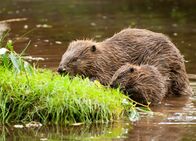 Wilder Rhein – Bibermutter mit Jungem am Rhein:(Copyright SRF/Autentic)