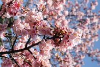 MDR Frühlingserwachen – Eine Nahaufnahme der rosa Kirschblüte