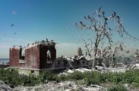 Inselwelt New York – Eine Kormorankolonie auf Swinburne Island: Die hier am meisten verbreitete Kormoranart ist die Ohrenscharbe.