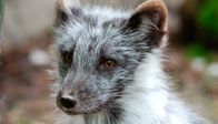 Nashorn, Zebra & Co. – Polarfuchs Tschakki ist ein total anhänglicher Typ. Weiteres Bildmaterial finden Sie unter www.br-foto.de.
