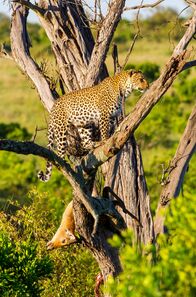 Die Leopardin – Eine Leopardin hat einen erlegten Riedbock auf einem Baum verankert. Bäume sind für Leoparden sehr wichtige Rückzugsplätze, auf denen Beutereste vor Löwen und Hyänen in Sicherheit gebracht werden.