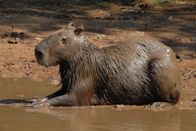 Wilde Inseln – Das Wasserschwein gönnt sich ein bisschen Sonne – lauert Gefahr, taucht es einfach ab.