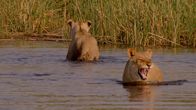 Heimkehr der Löwen – Selinda Reserve, Botswana - Löwin zischt, während 1 Junges hinter der 2. Löwin schwimmt.