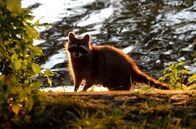 Wildnis unter uns – Waschbären sind äußerst anpassungsfähig, Berlin bietet den Allesfressern viele Gelegenheiten.