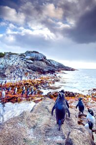 Wildes Neuseeland – Sauberkeit geht vor: Bevor die Snarespinguine auf Fischzug gehen, reinigen sie penibel ihr Gefieder.