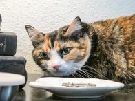 Der Katzenflüsterer – Daisy the cat inside the home.