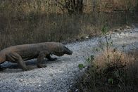 Hunter Hunted – Komodo Dragon walking on gravel path.