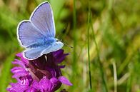 Die Wahrheit über ... – Geißklee-Bläuling (Plebejus argus).